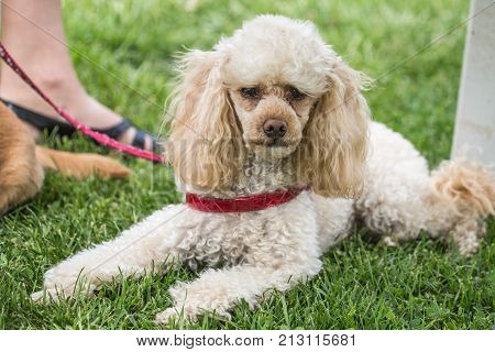 outdoor portrait of a caniche  at work in belgium