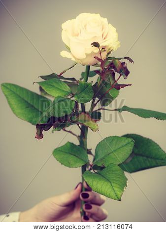 Female Hands Holds White Rose Flower