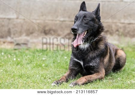 Belgian Malinois shepherd dog outdoor portrait of belgium