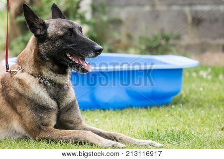 Belgian Malinois shepherd dog outdoor portrait of belgium