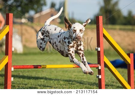 outdoor portrait of a dalmatien agility dog at work in belgium