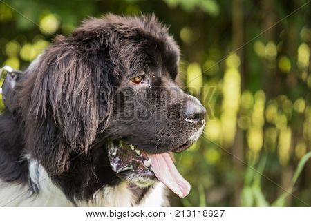outdoor portrait of a Newfoundland (terre neuve) domestic dog at work in Belgium