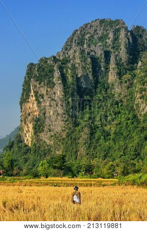 Harvested Rice Field Surrounded By Rock Formations In Vang Vieng, Vientiane Province, Laos