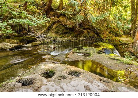 Fast mountain creeck or river in green wet forest