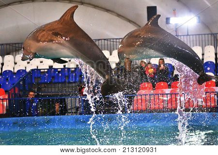 Orenburg, Russia - November 8, 2017 Year: Dolphins And Belukha (lat. Delphinapterus Leucas) In The D