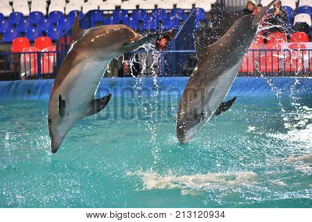 Orenburg, Russia - November 8, 2017 Year: Dolphins And Belukha (lat. Delphinapterus Leucas) In The D