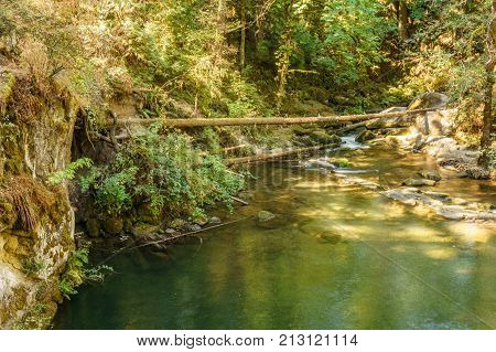 Fast mountain creeck or river in green wet forest