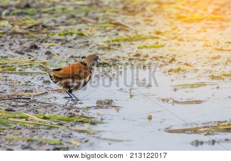 Chestnut Munia perching on a branch Black headed Munia on a branch. (Lonchura malacca)
