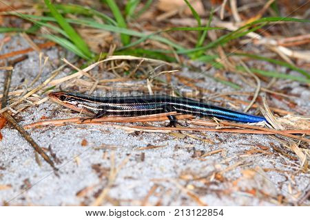 Southeastern Fivelined Skink (Plestiodon inexpectatus) in a central Florida nature preserve