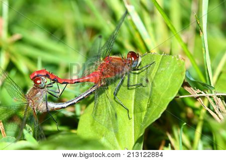 White-faced Meadowhawk (Sympetrum obtrusum) Dragonfly at Distillery Conservation Area in Illinois