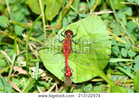 White-faced Meadowhawk (Sympetrum obtrusum) Dragonfly at Distillery Conservation Area in Illinois