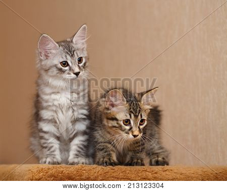 Cute little kitty Bobtail. Pets. Hypoallergenic cat breed. Striped cat