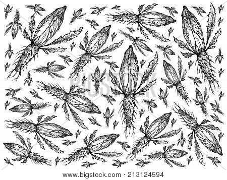 Vegetable Illustration Background Pattern of Hand Drawn Sketch Delicious Fresh Green Chicory or Sonchus Isolated on White Background.