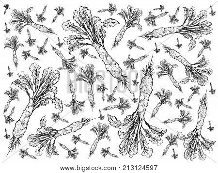 Vegetable Salad Illustration Background Pattern of Hand Drawn Sketch Delicious Fresh Green Celtuce Plants Isolated on White Background.