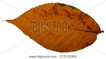 Yellow sakura leaf isolated on white background.