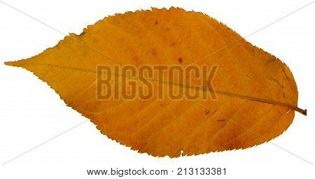 Yellow sakura leaf isolated on white background.