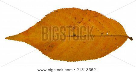 Yellow sakura leaf isolated on white background.