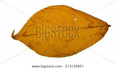 Yellow sakura leaf isolated on white background.