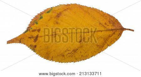 Yellow sakura leaf isolated on white background.