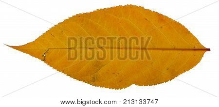 Yellow sakura leaf isolated on white background.