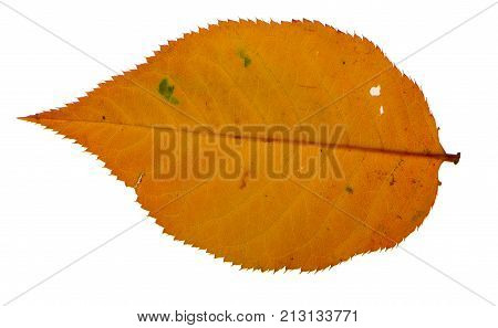 Yellow sakura leaf isolated on white background.