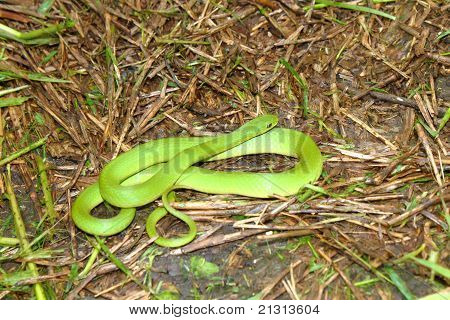 Green Schlingnatter (Grasnattern Vernalis)