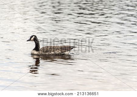 Ducks swimming on lake of two rivers in algonquin national park ontario canada, wildlife background