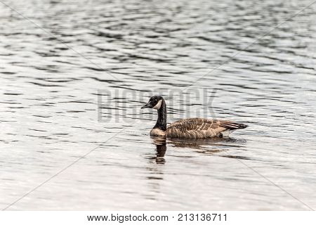 Ducks swimming on lake of two rivers in algonquin national park ontario canada, wildlife background