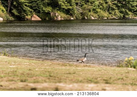 Ducks swimming on lake of two rivers in algonquin national park ontario canada, wildlife background