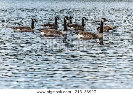 Ducks swimming on lake of two rivers in algonquin national park ontario canada, wildlife background