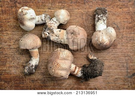 some rare agaricus porphyrocephalus mushrooms on wood