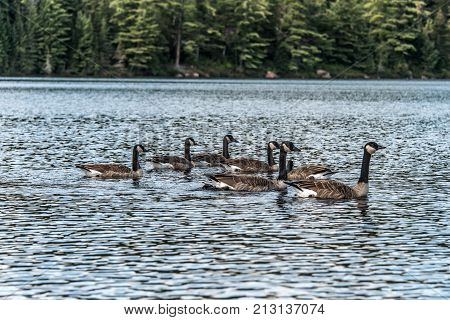 Ducks swimming on lake of two rivers in algonquin national park ontario canada, wildlife background