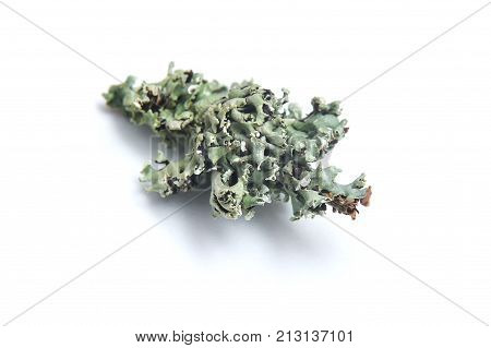 fruticose lichen isolated on a white background