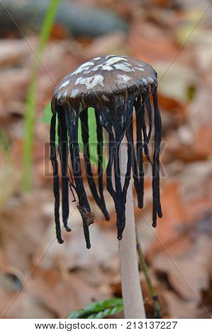 liquefied hat of an old coprinopsis picacea mushroom