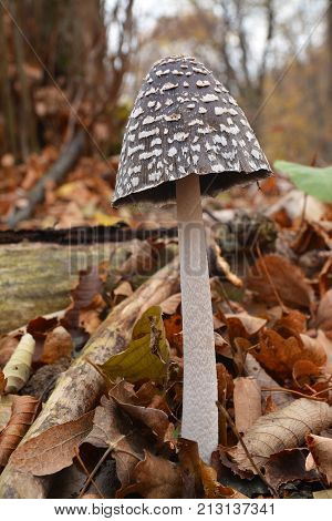 a coprinopsis picacea mushroom in the forest