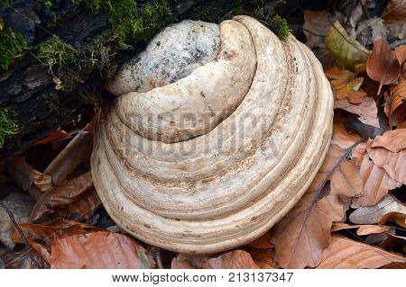fomes fomentarius fungus on a tree trunk
