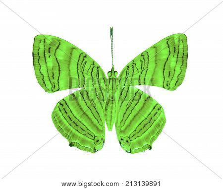 Isolated Dorsal View Of Common Maplet (chersonesia Risa ) Butterfly On White With Clipping Path
