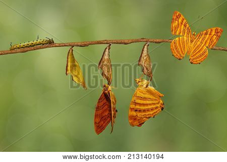 Life Cycle Of Common Maplet (chersonesia Risa ) Butterfly Hanging On Twig