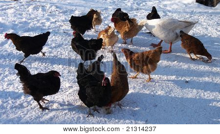 ไก่ในฟาร์มในฤดูหนาว