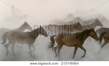 Kayseri Turkey August 2017: Horses running gallop n group in dust