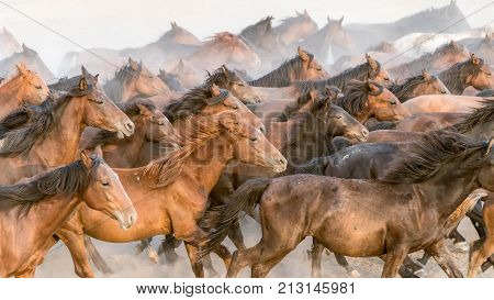 Kayseri Turkey August 2017: Horses running gallop n group in dust