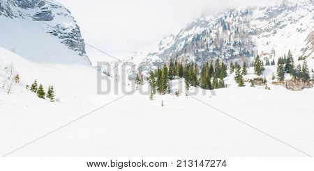 Snow covered slopes. Pine trees growing on Komna, Slovenia.