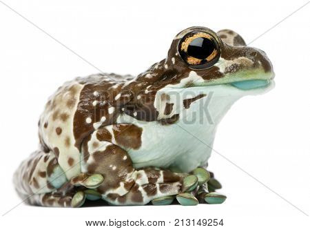 Amazon Milk Frog, Trachycephalus resinifictrix, in front of white background