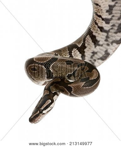 Python regius snake against white background, studio shot