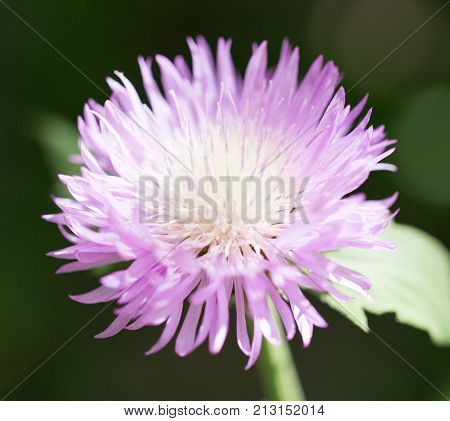 purple flower in nature . In the park in nature