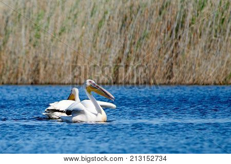 Pelican.
Pelicans are a genus of large water birds that makes up the family Pelecanidae. They are characterised by a long beak and a large throat pouch used for catching fishing.