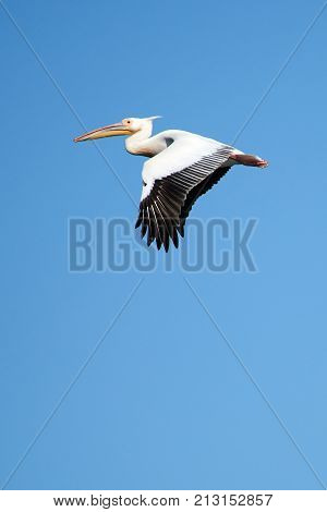 Pelican.
Pelicans are a genus of large water birds that makes up the family Pelecanidae. They are characterised by a long beak and a large throat pouch used for catching fishing.