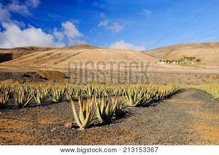 Aloe vera farm on the Canary Island Fuerteventura Spain.