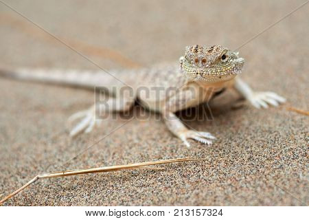 Phrynocephalus mystaceus.
Phrynocephalus mystaceus is a species of agamid lizard.