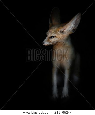 desert fox Fenech sitting on a black background